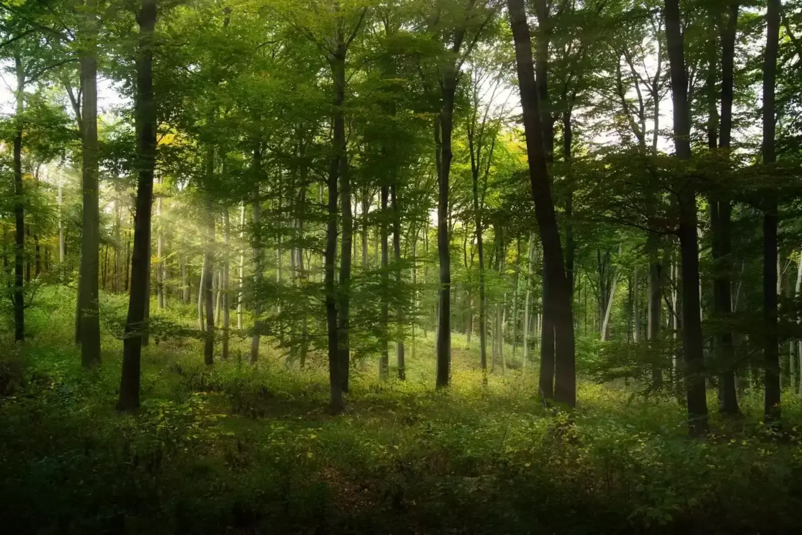 Frühbucherrabatt 🌳