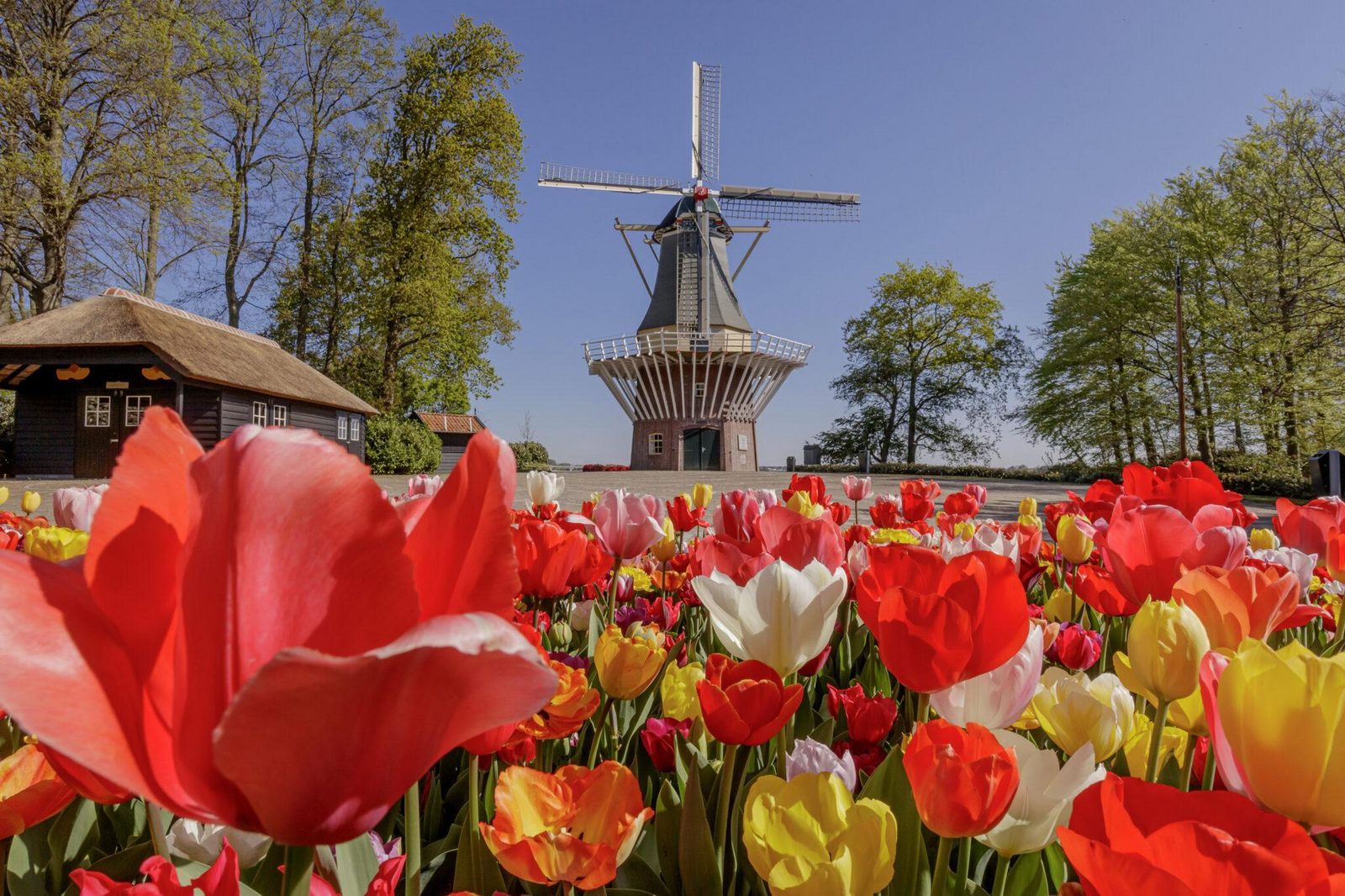 Keukenhof offer!