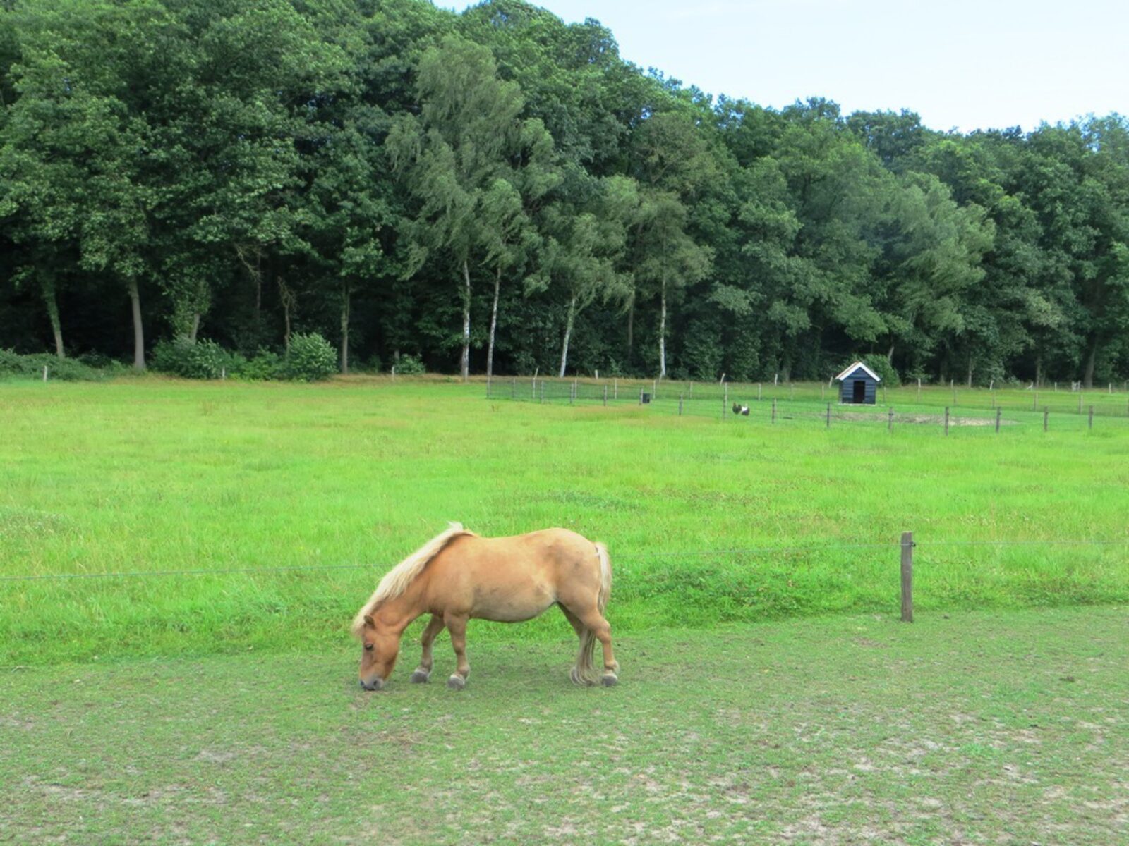 Landgoed Lösser - familieboerderij in Twente