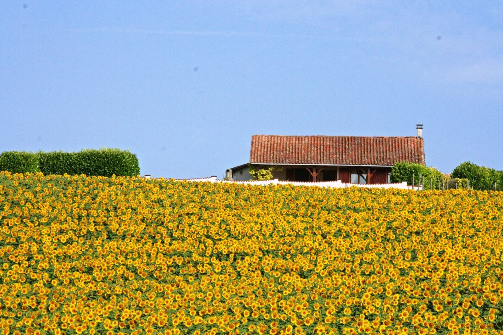 Domaine de Longeveau - Figuier