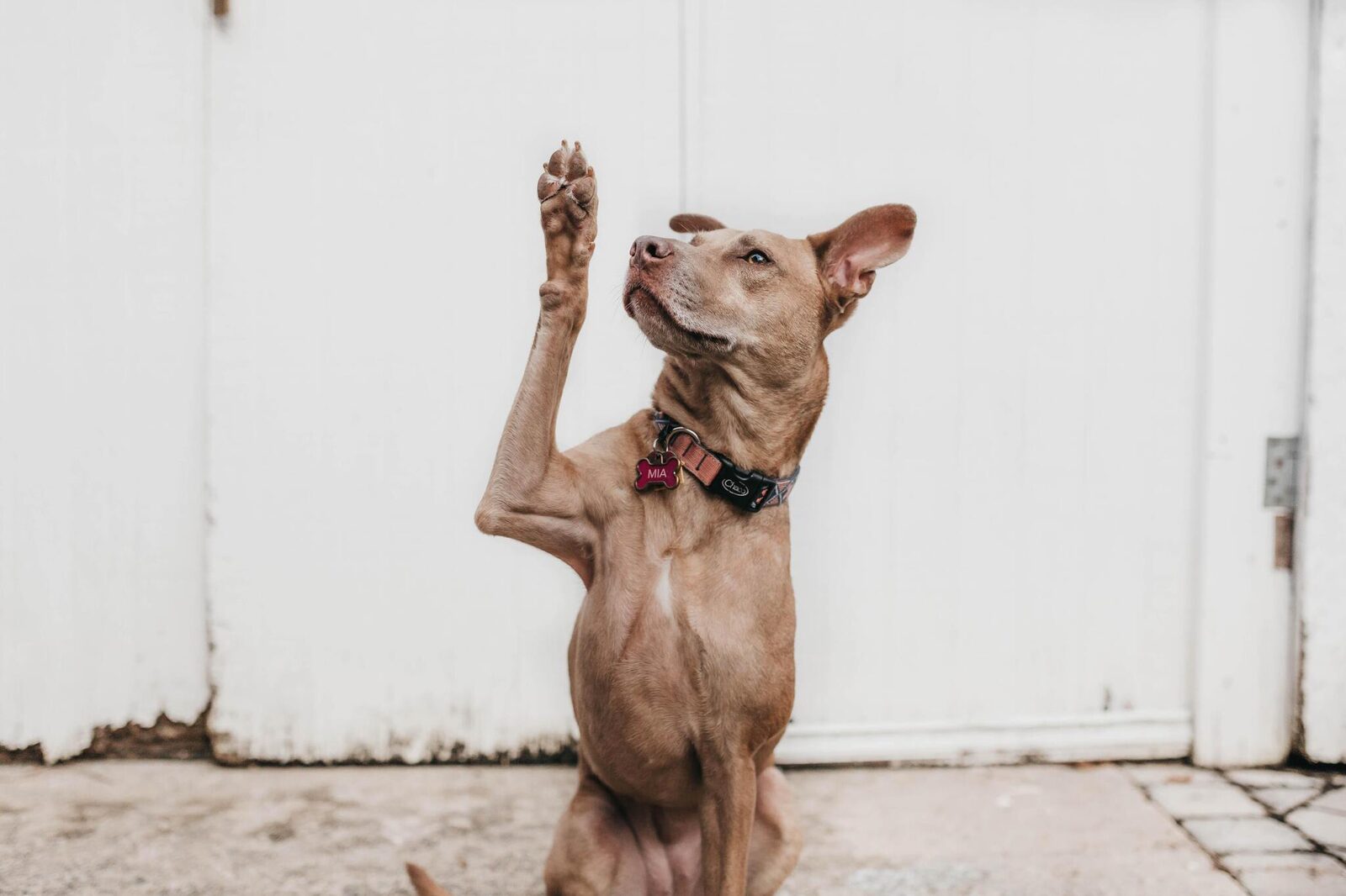 Pets Free | De Haan