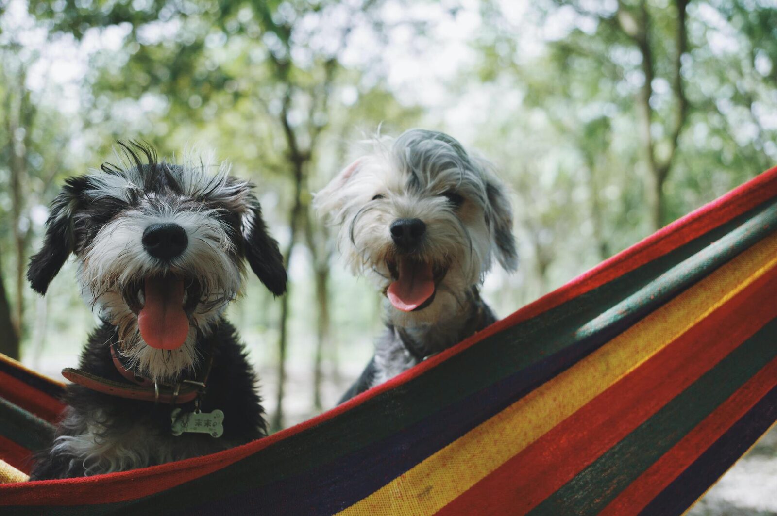 Pets Free | Westende
