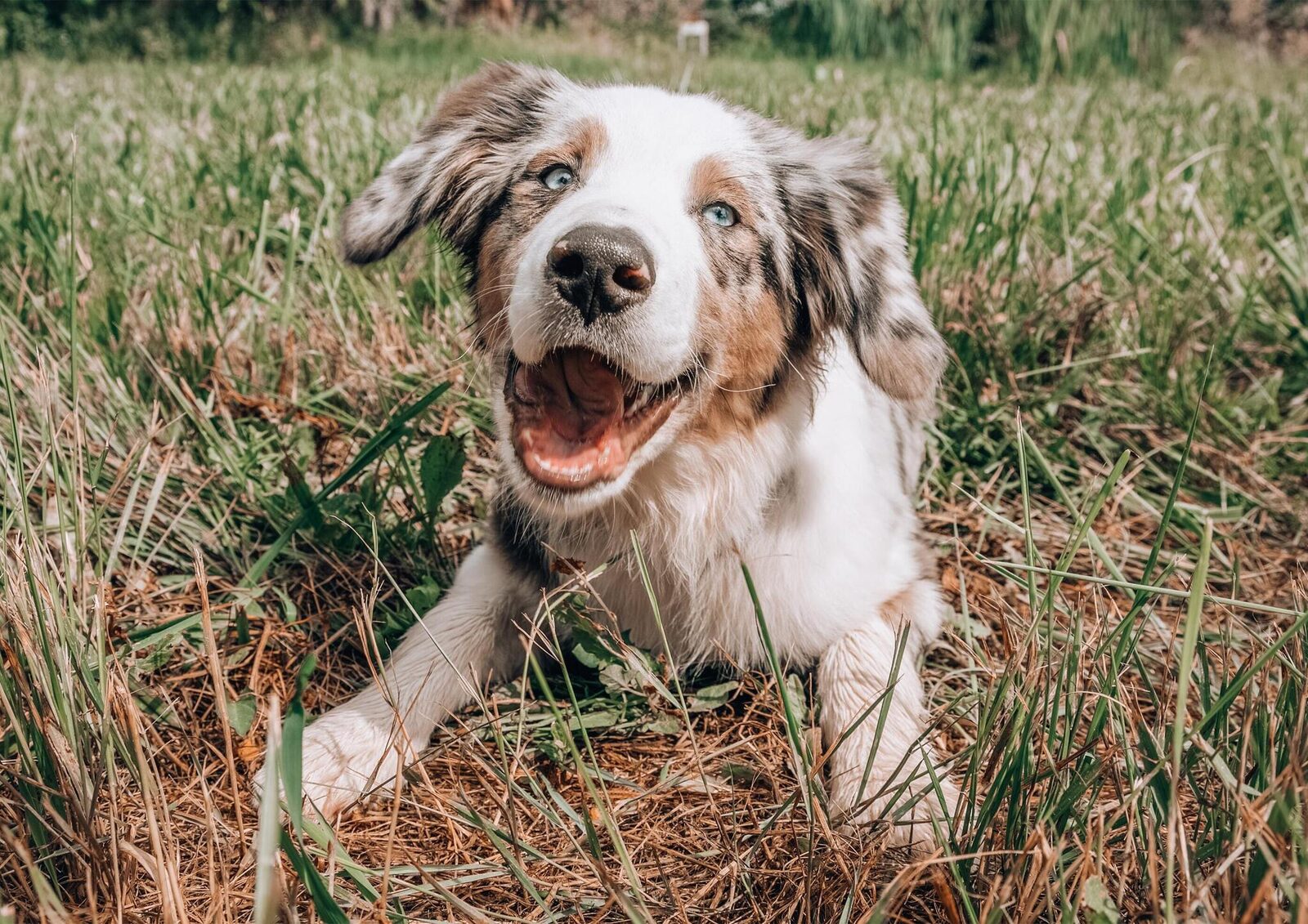 Pets Free | Jabbeke