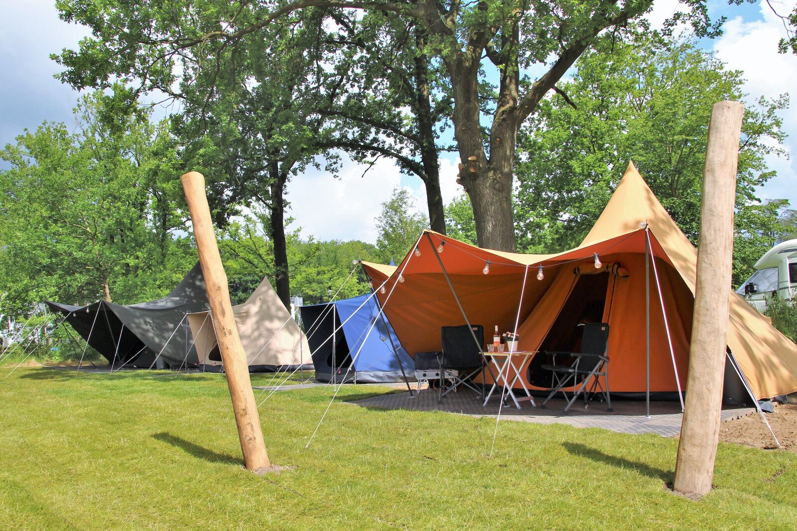 De Waard Giant Fir