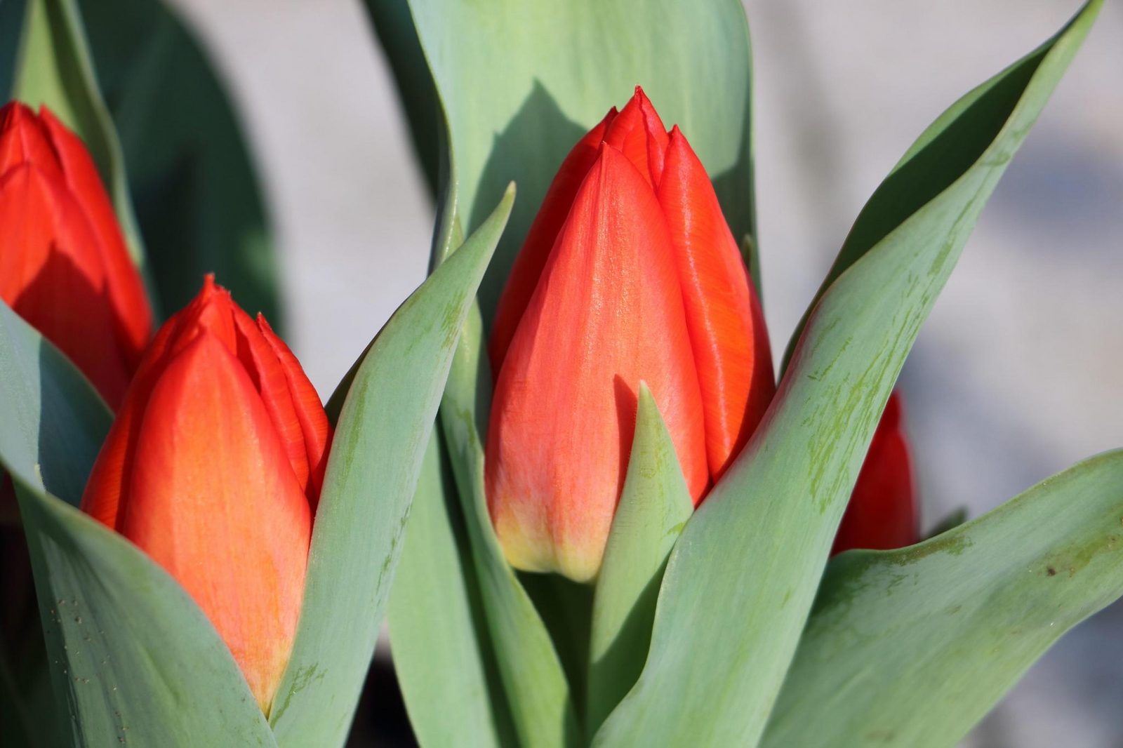 Zomerhuis Bloem aan Zee