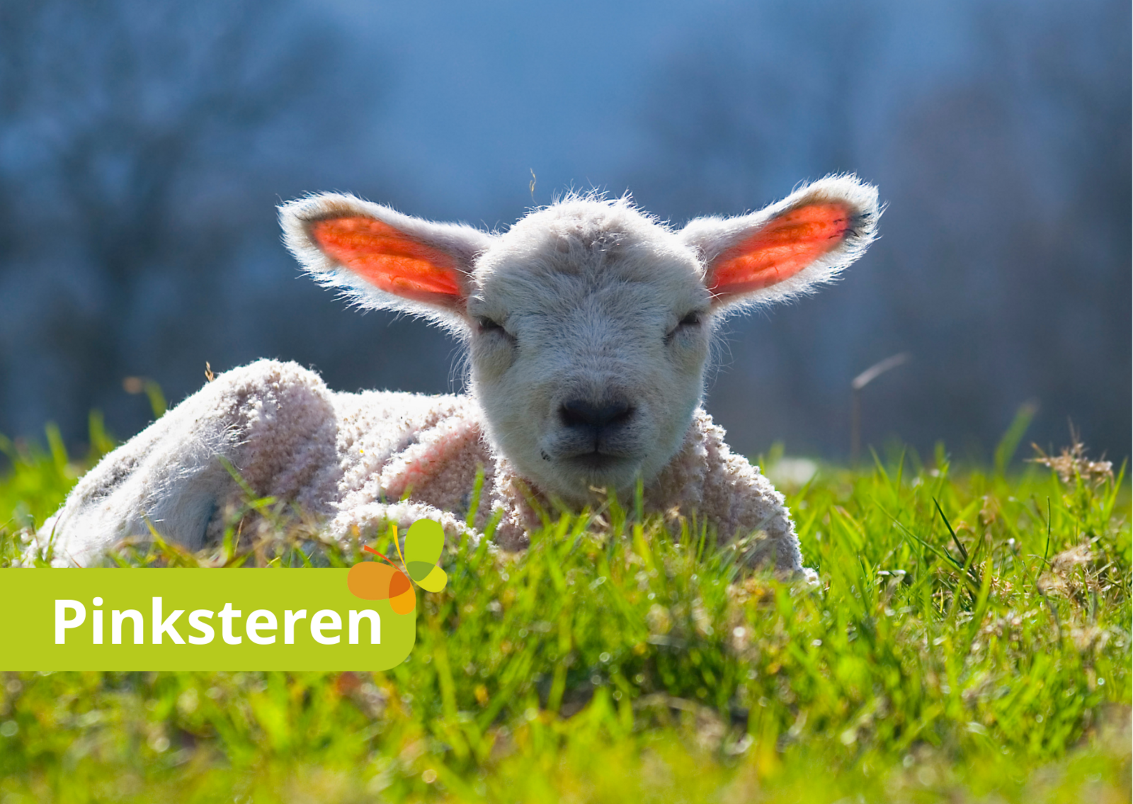 Pinksteren - comfort kampeerplaats