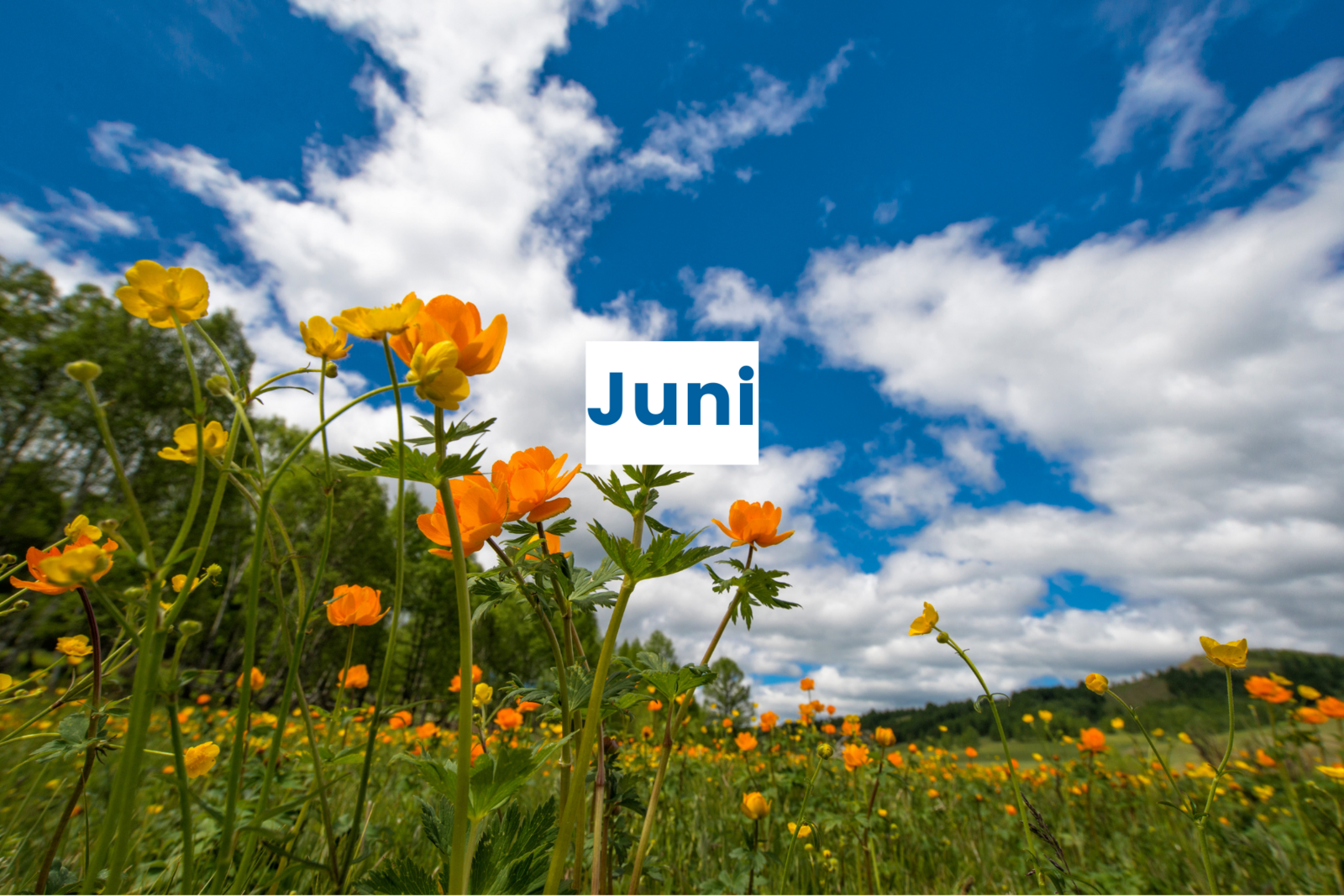 Junimaand Arrangement 2024