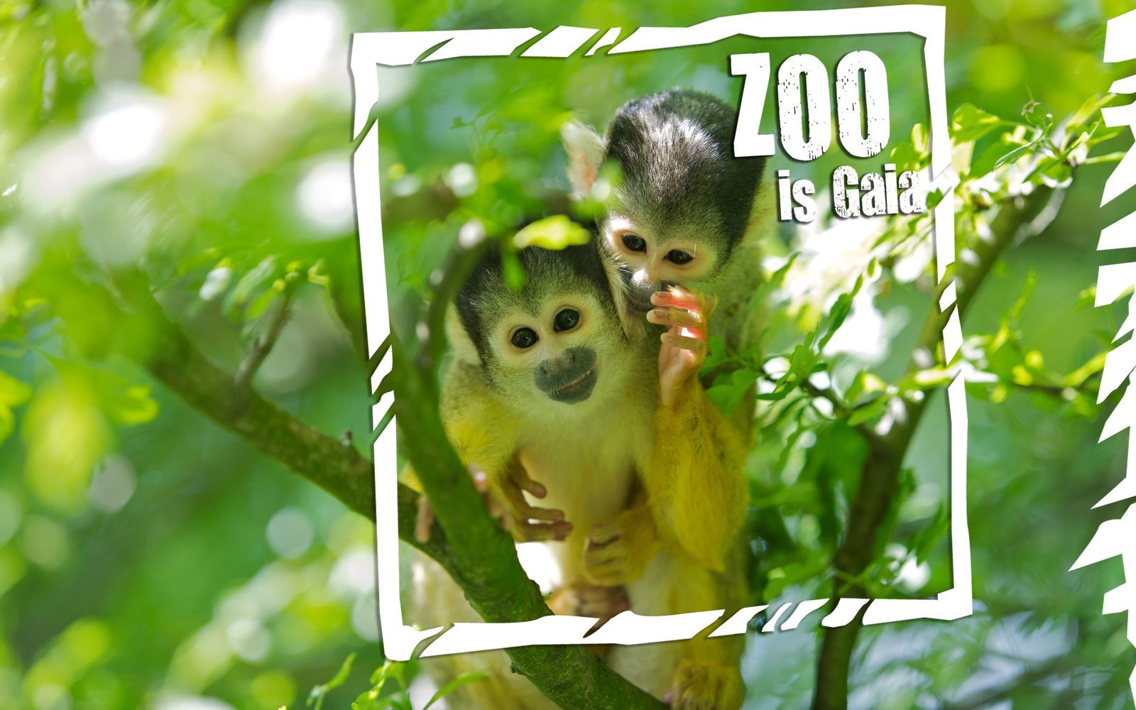 Gaia Zoo-Paket