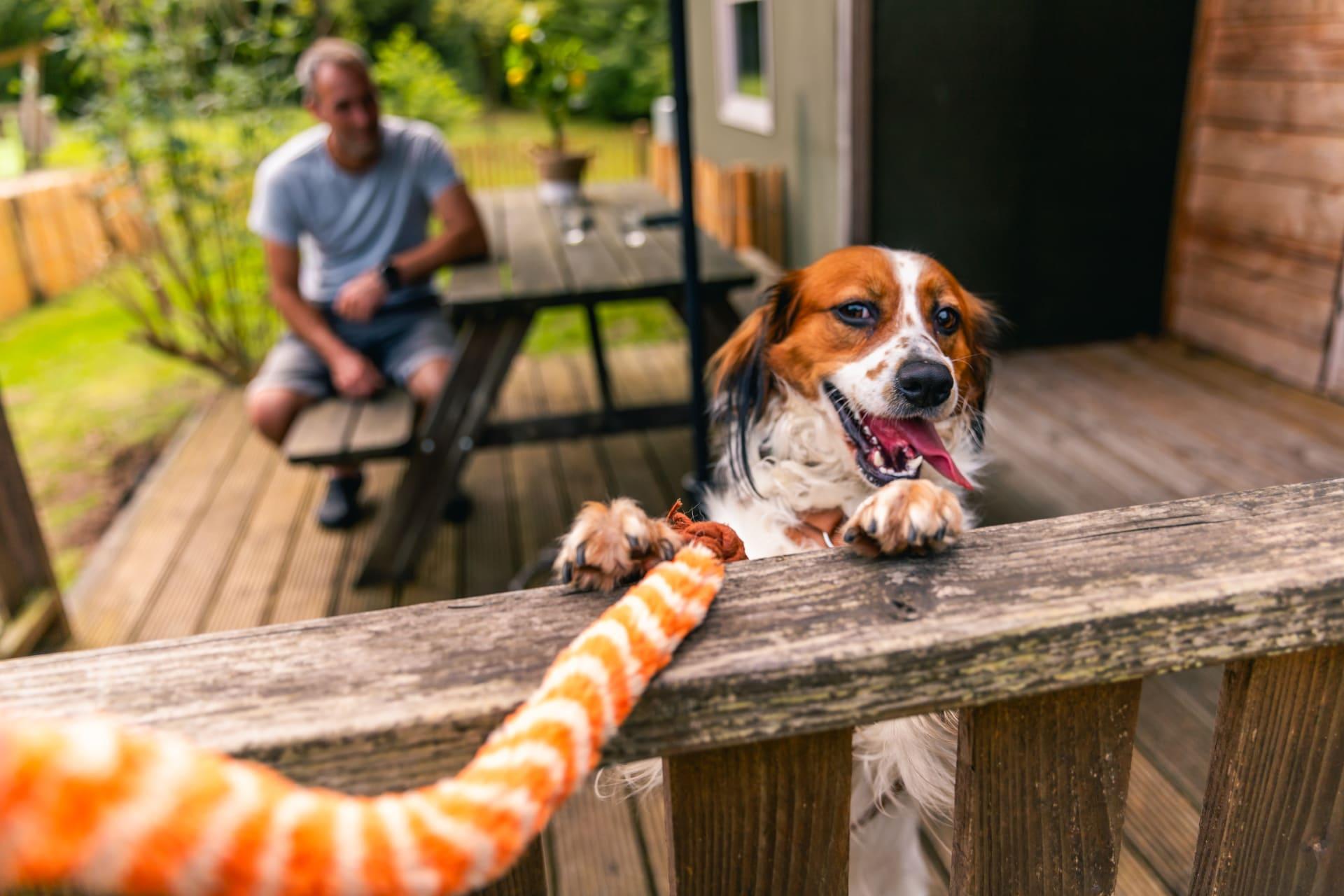 Unterkünfte Ruinen - Glamping-Zelt - Dog Lodge 6 - 6
