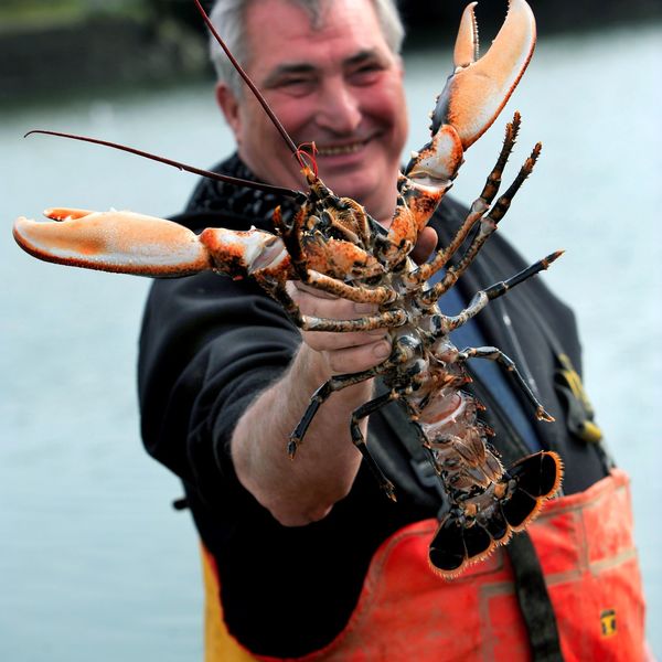 Ferienhaus 't Landje